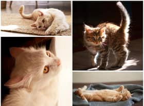 Cat body language and what it means, according to an expert, from pinned back ears to an arched tail.