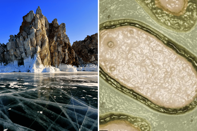 Scientists have uncovered a so-called ‘Zombie Virus’ in a frozen lake in Siberia, with warnings that global warming could see more viruses uncovered in the future. (Credit: Adobe/ virology.ws)