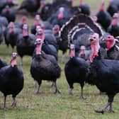 Around one million turkeys have been culled or died from bird flu this year