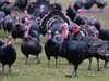 Bird Flu: warning over ‘big, big’ shortage of turkeys this Christmas after ‘devastating’ epidemic