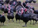 Around one million turkeys have been culled or died from bird flu this year