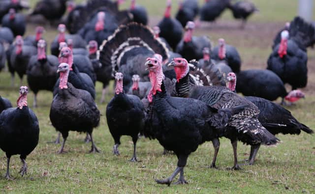 bird flu: warning over ‘big, big’ shortage of turkeys this christmas after ‘devastating’ epidemic
