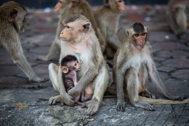 National Monkey Day is celebrated each year on 14 December. (Getty Images)