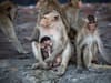 When is National Monkey Day 2022? Meaning and significance explained