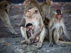National Monkey Day is celebrated each year on 14 December. (Getty Images)