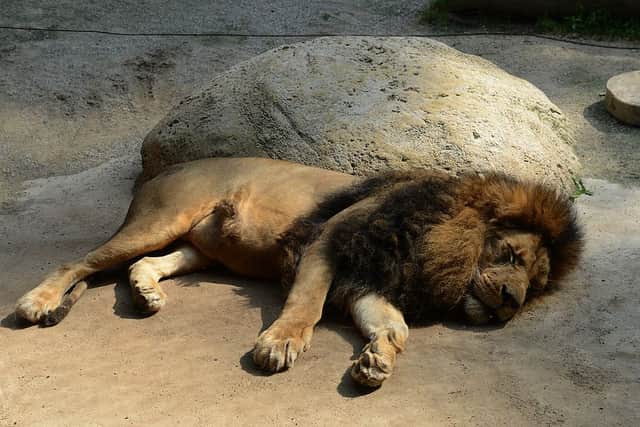 A lion sleeps in its enclosure at the zoo in Wuppertal, western Germany on August 9, 2012 (Photo: PATRIK STOLLARZ/AFP/GettyImages)