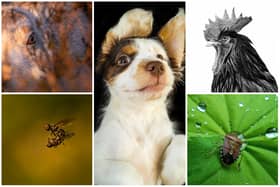 Some of the winning shots from the RSPCA Young Photographer Awards 2022