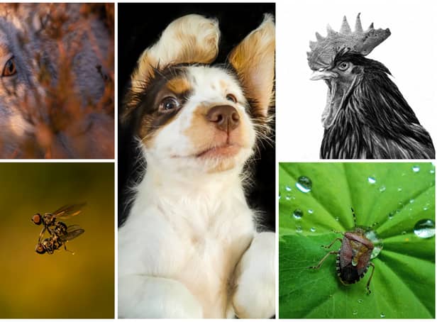 Some of the winning shots from the RSPCA Young Photographer Awards 2022