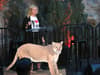 P-22 death: why was Los Angeles mountain lion euthanised? Was he injured and what has been said
