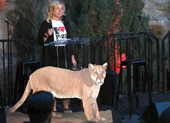 LOS ANGELES, CALIFORNIA - MARCH 08: California Regional Director of LA Cougars Beth Prett speaks onstage with a photo of local cougar P-22 at "Meet Me In Australia" To Benefit Australia Wildlife Relief Efforts, hosted by The Greater Los Angeles Zoo Association at Los Angeles Zoo on March 08, 2020 in Los Angeles, California. (Photo by Kevin Winter/Getty Images)