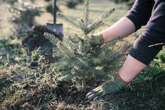 Christmas trees can keep growing in your garden (image: Adobe)