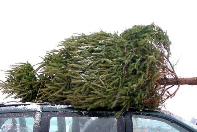 Christmas trees can have several uses after Christmas Day (image: Adobe)