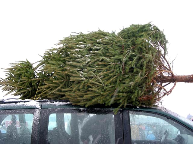 Christmas trees can have several uses after Christmas Day (image: Adobe)