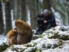 Macaque: Monkeys In The Mountains: BBC release date, trailer, and how to watch Attenborough Dynasties special