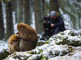 Behind the scenes of Macaque: Monkeys In The Mountains, Mark MacEwen films the macaques in the winter as they huddle together to keep warm (Credit:BBC Studios/Mary Melville)