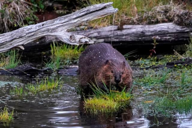 Beavers benefit ecosystems and habitats by building dams. Credit: Getty Images