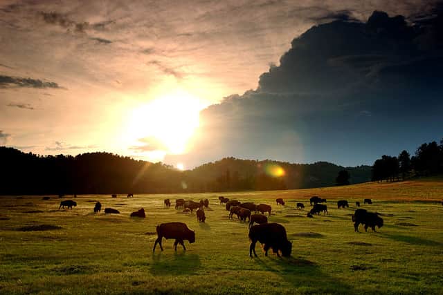 Bison are roaming the UK again for the first time in thousands of years. Credit: Getty Images