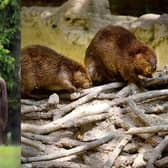 Bison and beavers are among the animals which have been rewilded in the UK in 2022. 