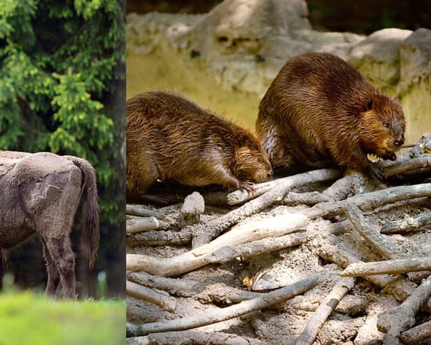 Bison and beavers are among the animals which have been rewilded in the UK in 2022. 