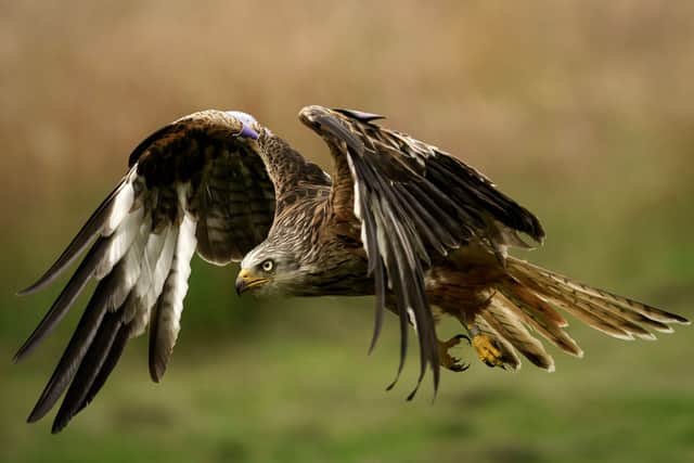 Red kites were originally released in the Chilterns Hills on the border of Oxfordshire and Buckinghamshire. Credit: Getty Images