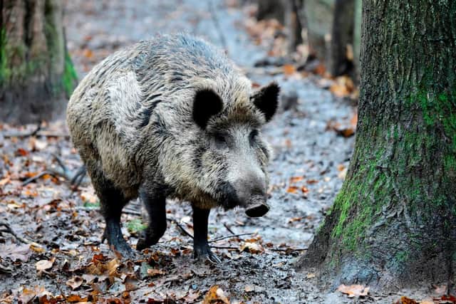 Experts say wild boar are natural “gardeners”. Credit: Getty Images