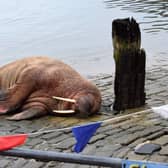 Undated handout photo issued by Stuart Ford of a walrus at Scarborough Harbour Picture: PA. Issue date: Saturday December 31, 2022.