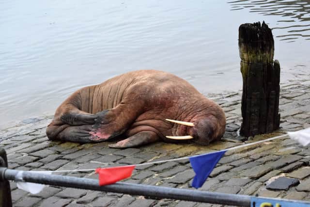 Undated handout photo issued by Stuart Ford of a walrus at Scarborough Harbour Picture: PA. Issue date: Saturday December 31, 2022.
