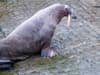 Watch: Arctic walrus named Thor has appears off the coast of Yorkshire