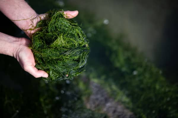 Seaweed farmer Jean-Marie Pedron picks edible seaweed Ao-Nori along a beach of le Croisic, western France (Photo: AFP via Getty Images)