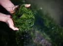 Seaweed farmer Jean-Marie Pedron picks edible seaweed Ao-Nori along a beach of le Croisic, western France (Photo: AFP via Getty Images)
