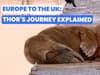 Watch: How Thor the Walrus journeyed hundreds of miles across the UK and Europe