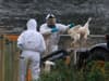 Bird flu UK: highly infectious strain of disease confirmed in commercial poultry farm in north Norfolk