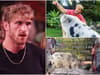Logan Paul pig: did Prime drink co-founder abandon Pearl, TikTok video explained - what did he say on Twitter