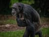 Birth of world’s rarest chimpanzee at UK’s Chester Zoo gives experts hope for critically endangered species