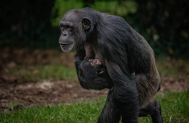 A critically endangered Western chimpanzee born at Chester Zoo offers hope to the species.