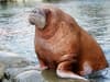 Become a ‘walrus detective’: role explained as volunteers needed to help count creatures from their own homes