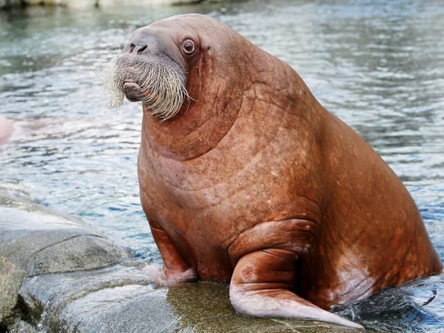 People are being asked to help count the number of walruses in the Arctic - from the comfort of their own home.