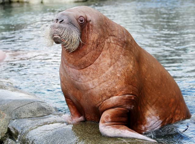 People are being asked to help count the number of walruses in the Arctic - from the comfort of their own home.