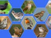 RSPB Big Garden Birdwatch UK 2023: top 10 British birdsongs to listen to boost mental wellbeing