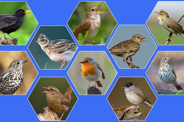 The top 10 British birdsongs to listen to boost mental wellbeing.