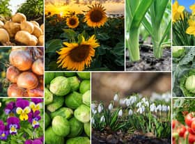 16 plants, flowers, fruit and vegetables you can grow in winter.