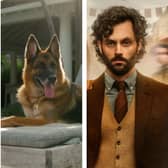 An F1 racer in Drive to Survive; Gunther the dog from documentary Gunther’s Millions; Penn Badgely in You (Credit: Netflix)