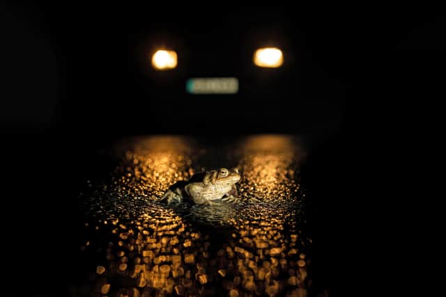 ‘Toad In The Road’ by Peter Brooks which won the South Downs Nature at Night category. 
