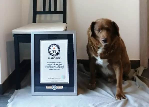 Bobi, the World’s Oldest Dog with his Guinness World Record (Photo: Guinness World Records)