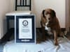 World’s oldest dog 2023: who is Bobi the oldest dog ever? How old is he and Guinness World Records explained
