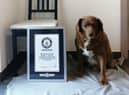 Bobi, the World’s Oldest Dog with his Guinness World Record (Photo: Guinness World Records)