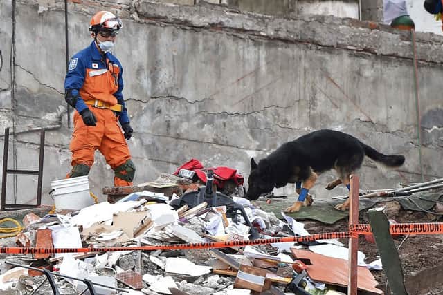 Mexico’s search and rescue dogs are travelling to help find Turkey earthquake survivors (image: AFP/Getty Images)