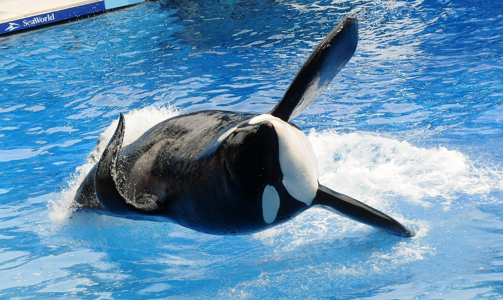 Why are orcas called killer whales? How many are left in the world
