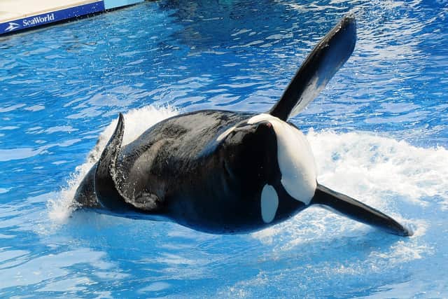 Orca “Tilikum” appearing in a performance in SeaWorld, at Orlando, Florida (Photo: Getty Images)