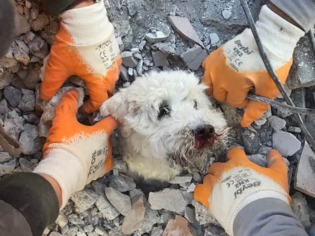Rescuers extract a dog named Pamuk from the rubbles of a collapsed building in Hatay. Credit: GURKAN OZTURK/AFP via Getty Images